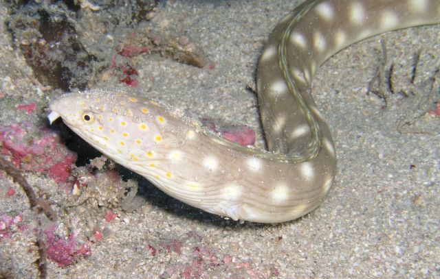 Sharptail eel 2.jpg