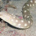 Sharptail eel 2.jpg