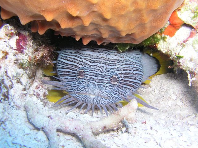 Splendid Toadfish