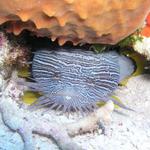 Splendid Toadfish