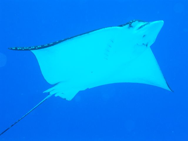 Spotted Eagle Ray