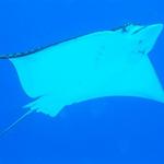 Spotted Eagle Ray