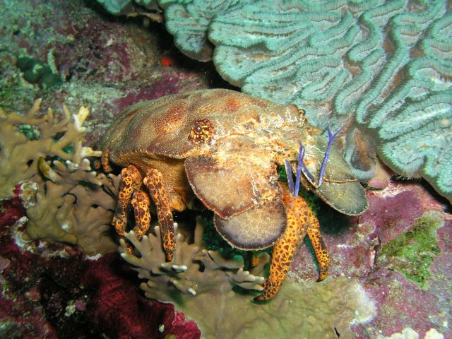 Tobago Slipper Lobster