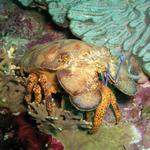 Tobago Slipper Lobster