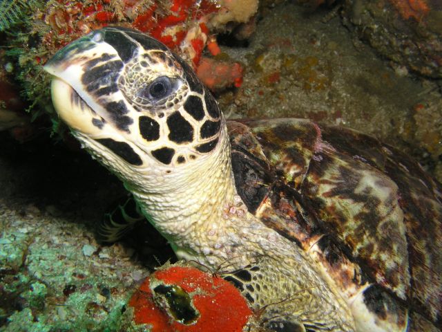 Tobago Turtle