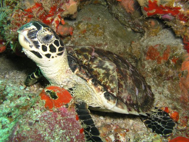 Tobago Turtle
