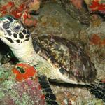 Tobago Turtle