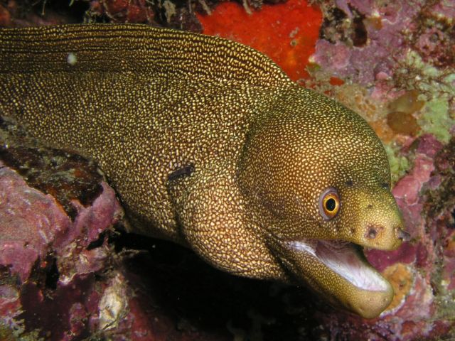 Golden Moray.jpg