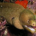 Golden Moray.jpg