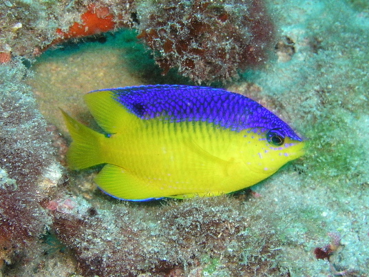 Juvenile Cocoa Damselfish.jpg