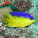 Juvenile Cocoa Damselfish.jpg