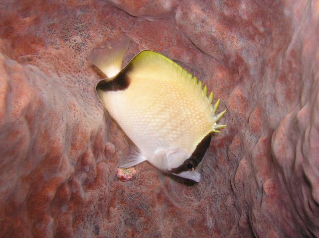 Juvenile Reef Butterflyfish.jpg