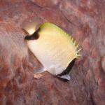 Juvenile Reef Butterflyfish.jpg