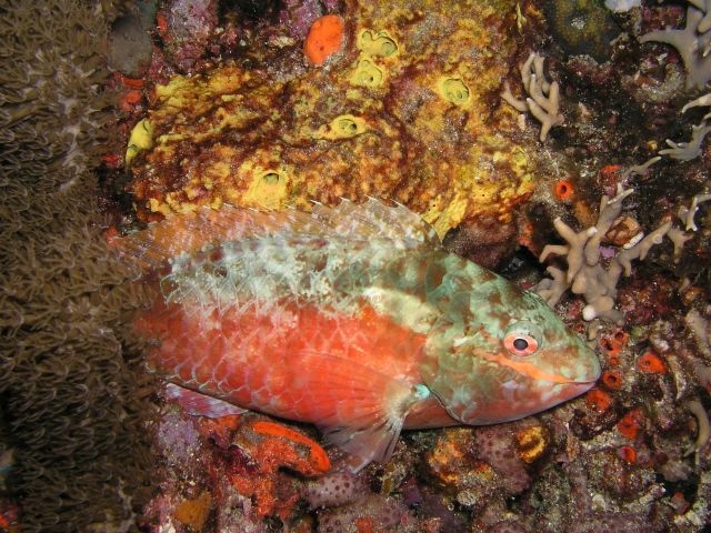 Resting Parrotfish.jpg