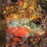 Resting Parrotfish.jpg