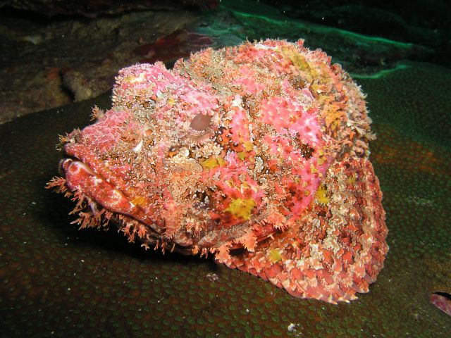 Scorpion Fish