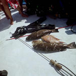 Capt. Jay's bounty he caught for us. The hog fish and grouper made great dinner. We caught more lobsters and had them w/ steak l