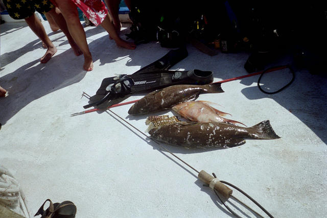 Capt. Jay's bounty he caught for us. The hog fish and grouper made great dinner. We caught more lobsters and had them w/ steak l