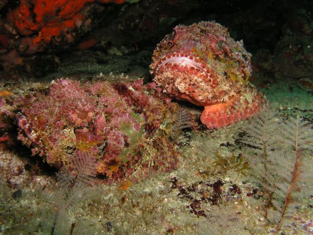 Pair of Scorpionfish
