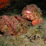 Pair of Scorpionfish