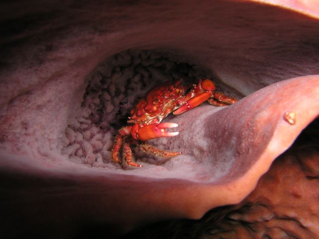 Crab