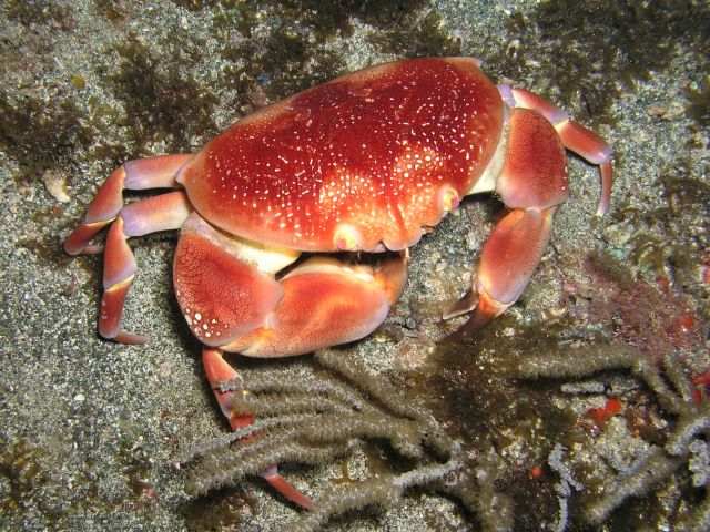 Coral Crab.jpg