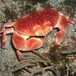 Coral Crab.jpg