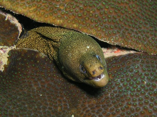 Goldentail Moray.jpg