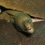 Goldentail Moray.jpg