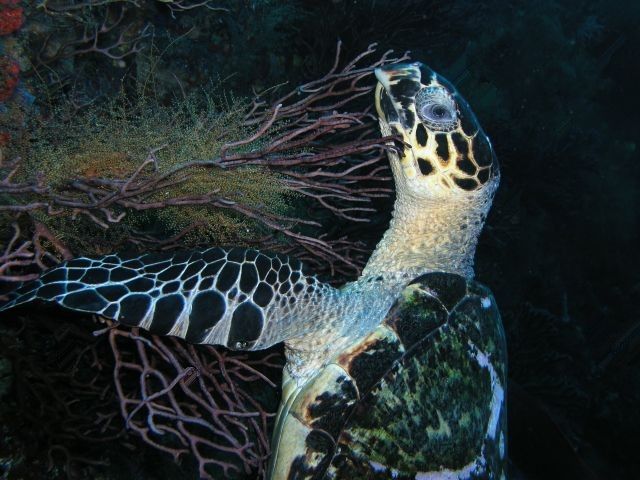 Hawksbill Turtle