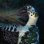 Hawksbill Turtle