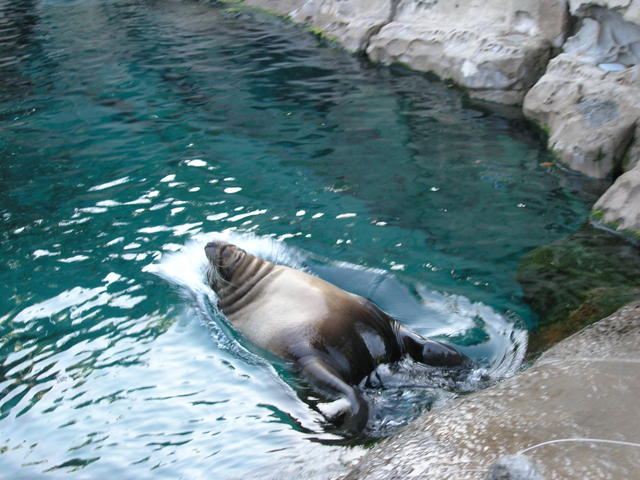 The seals are stealing the show!