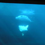 Another shot of the Beluga Whales.