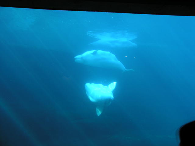 Another shot of the Beluga Whales.