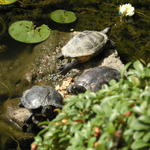 More turtles.