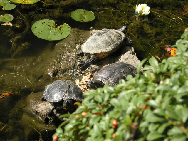 More turtles.