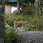 A deer we saw right off the tram at the top.