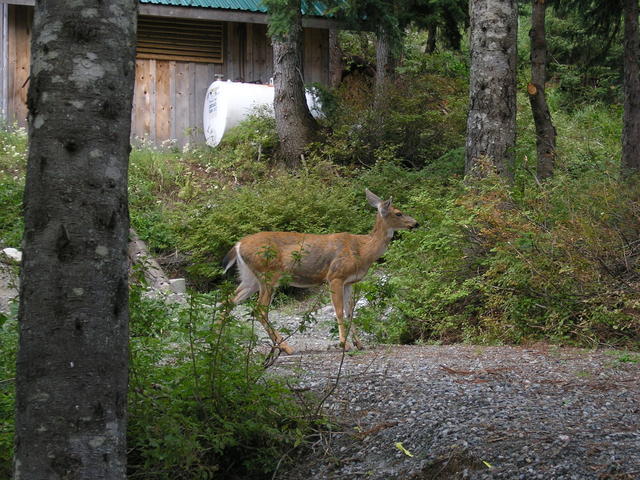 A deer we saw right off the tram at the top.