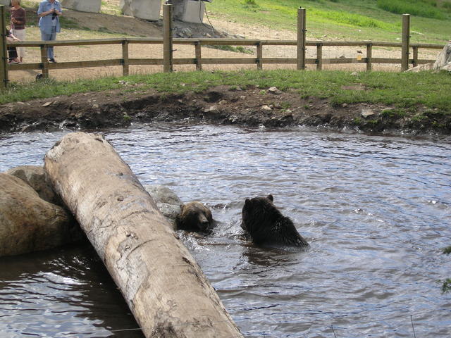 The bear project. There were two.