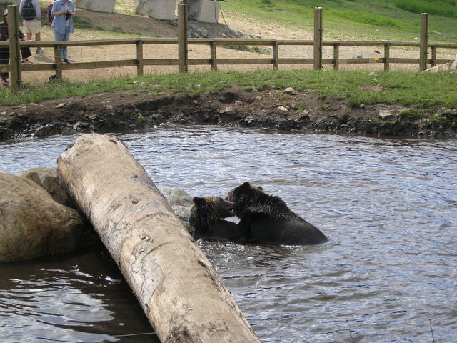 They were 2 different species, one cub and a young male.