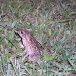 Our guard frog... we had plenty at our cabana