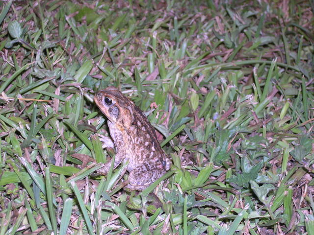 Our guard frog... we had plenty at our cabana