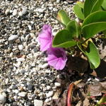 Take a look at the plants right by the water's edge