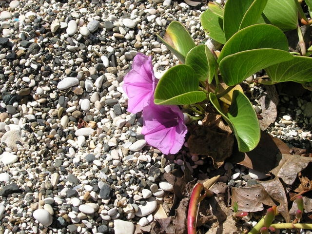 Take a look at the plants right by the water's edge