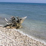 Washed up driftwood