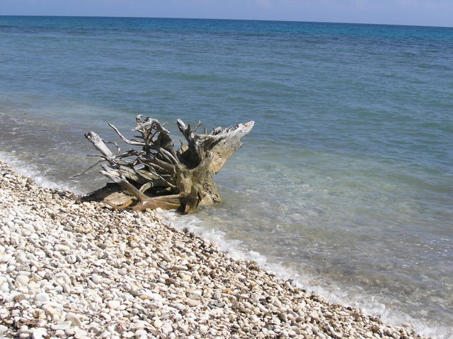 Washed up driftwood