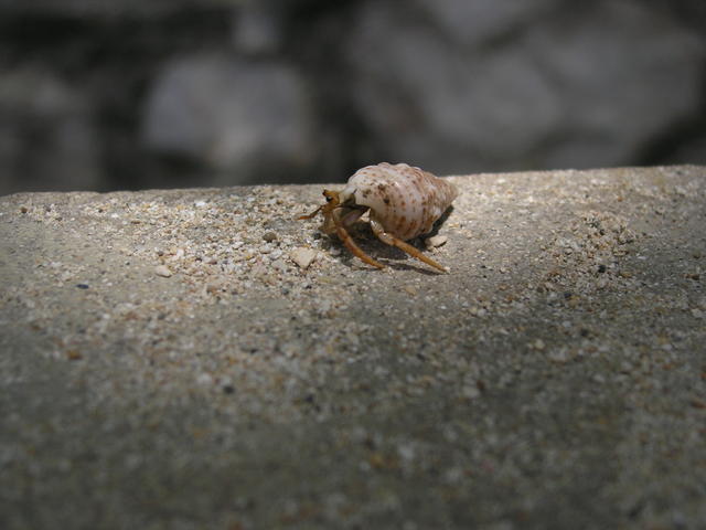 I found a tiny shell that still had an owner.