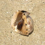 This conch had been cleaned out of its meat. One of the workers was selling shells he caught with free diving.  Beautiful color