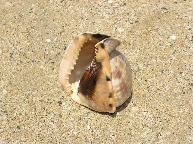 This conch had been cleaned out of its meat. One of the workers was selling shells he caught with free diving.  Beautiful color