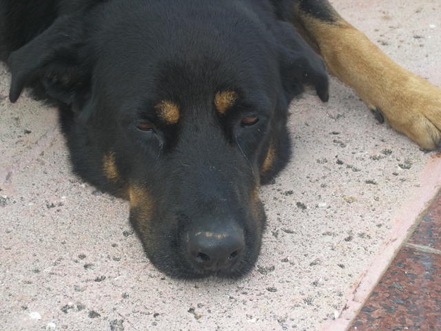 Rome is sad that we are leaving- he became good friends with Donell & Wendy- who let him stay in their cabana during the aft